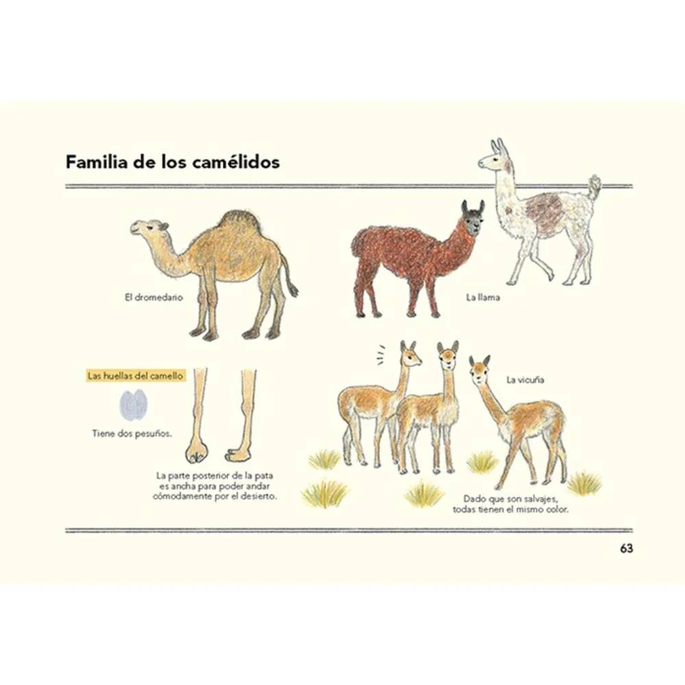 Imagen del producto 5